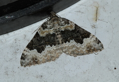 Epirrhoe galiata