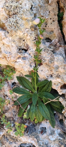 Digitalis minor