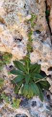 Digitalis minor