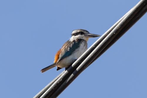 Red-backed Kingfisher