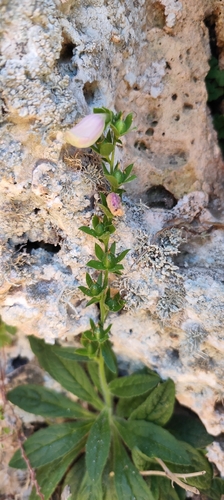 Digitalis minor, photograph 2