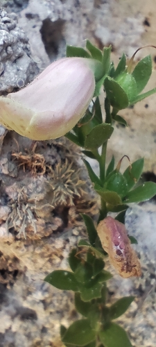 Digitalis minor, photograph 3