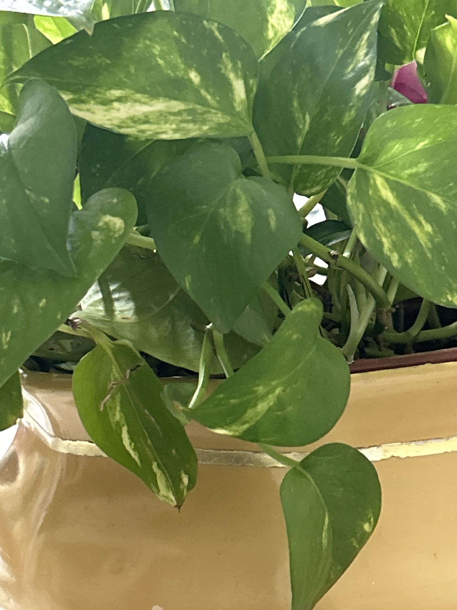 Epipremnum aureum