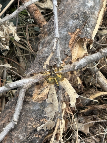 Calico Pennant