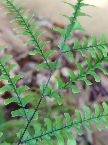Adiantum pyramidale observed 2026-06-23