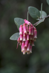Macleania loeseneriana