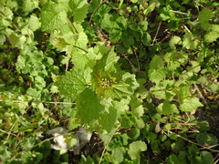 Alliaria petiolata