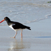 Galápagos Oystercatcher - Photo (c) dutchbaby, some rights reserved (CC BY-NC-ND), uploaded by dutchbaby