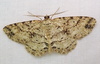 Canadian Melanolophia Moth - Photo (c) Anita Gould, some rights reserved (CC BY-NC), uploaded by Anita Gould