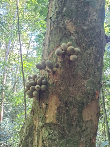 Pradosia lactescens, photograph 1