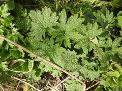 Leonurus quinquelobatus