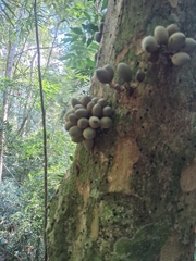 Pradosia lactescens, photograph (c) Henrique Bitencourt, some rights reserved (CC BY-SA)
