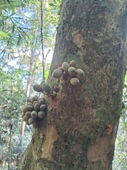Pradosia lactescens, photograph (c) Henrique Bitencourt, some rights reserved (CC BY-SA)