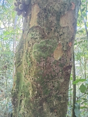 Pradosia lactescens, photograph (c) Henrique Bitencourt, some rights reserved (CC BY-SA)
