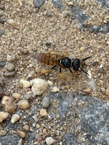 European beewolf