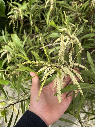 Acacia polystachya observed 2026-06-14
