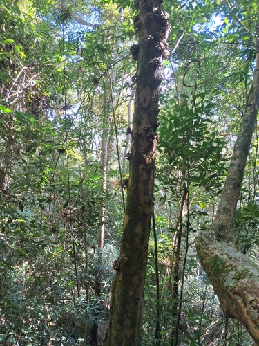 Pradosia lactescens, photograph 5