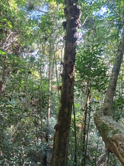 Pradosia lactescens, photograph (c) Henrique Bitencourt, some rights reserved (CC BY-SA)