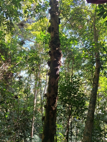 Pradosia lactescens, photograph 6