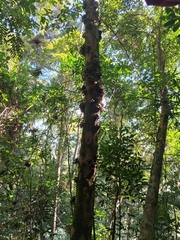 Pradosia lactescens, photograph (c) Henrique Bitencourt, some rights reserved (CC BY-SA)