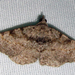 Digrammia gnophosaria - Photo (c) Anita Gould, algunos derechos reservados (CC BY-NC), subido por Anita Gould