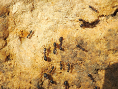 Camponotus barbaricus