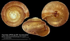 Punctidae