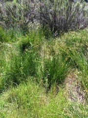 Juncus rugulosus