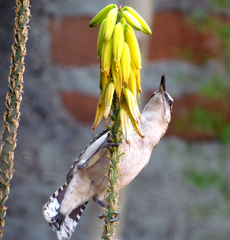 Campylorhynchus rufinucha