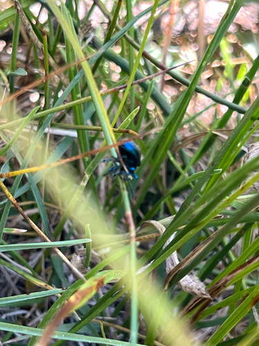 iNaturalist observation photo of Cobalt Milkweed Beetle