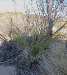 Yucca campestris