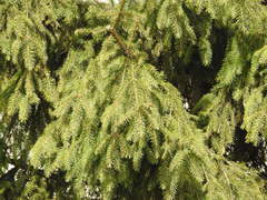 Picea abies