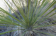 Yucca campestris