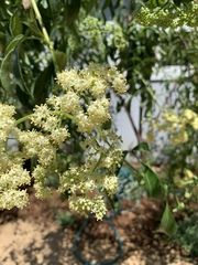Sambucus cerulea