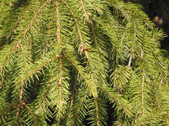 Picea abies