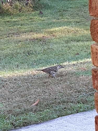 Bassian Thrush