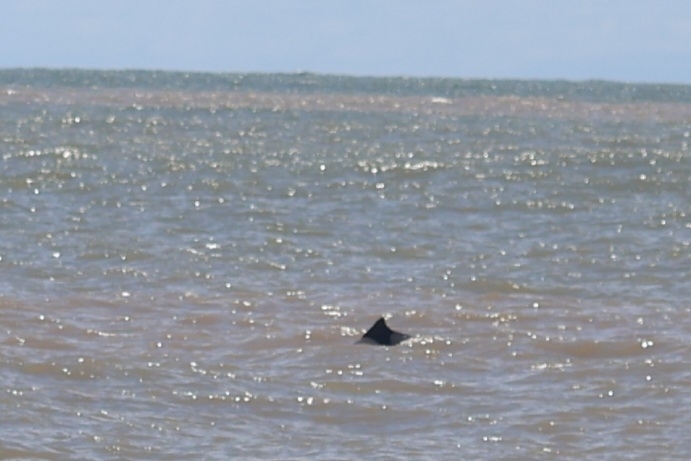 Sotalia guianensis
