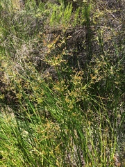 Juncus rugulosus