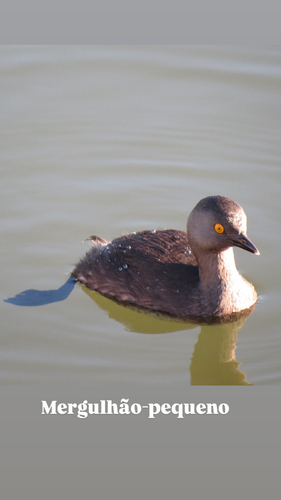 Least Grebe
