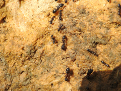 Camponotus barbaricus
