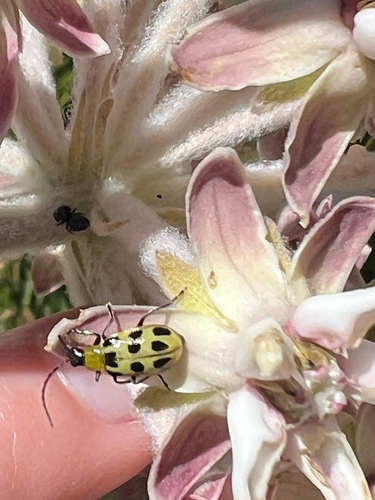 iNaturalist observation photo of Spotted Cucumber Beetle