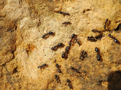 Camponotus barbaricus