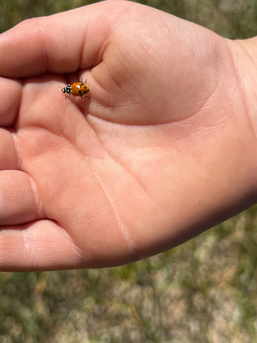 iNaturalist observation photo of Convergent Lady Beetle