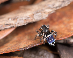 Maratus harrisi