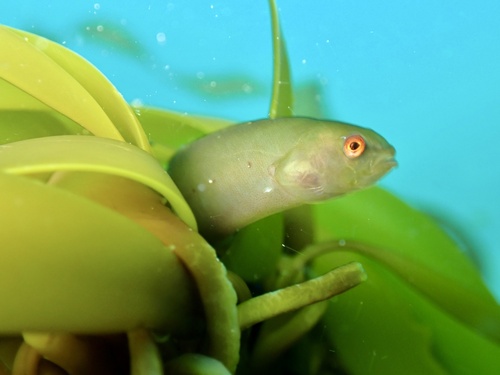 Fucus blenny (Apodichthys fucorum) — Pholidae — 4