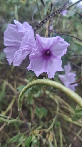 Ipomoea bahiensis