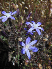 Brodiaea minor