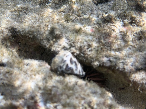 Conus ebraeus observed 2026-06-21