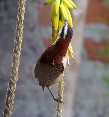Campylorhynchus rufinucha