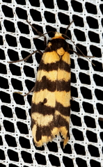 Scaptesyle equidistans